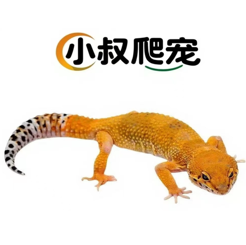 豹纹守宫活体新手入门送饲养套餐