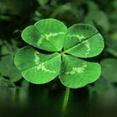 Decorat Four Seeds 200 Seed Pack Clover Garden Leaf Home