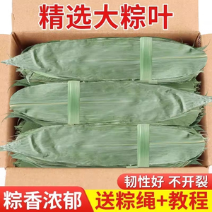 25年干粽叶端午节包粽子糯米新鲜粽子叶特棕叶宽大号批发200/50片