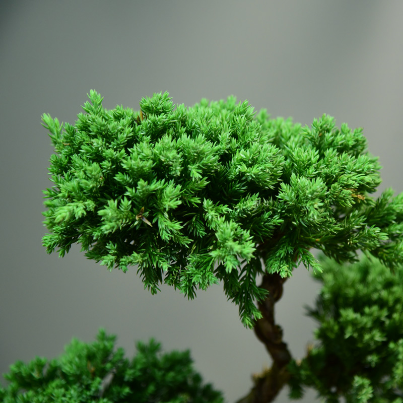 真柏盆栽室内客厅好养办公室桌面盆景绿植四季常青展厅装饰