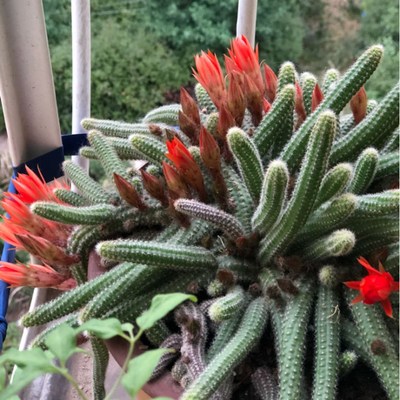 多肉植物毛毛虫多头群生室内外阳台花卉盆栽仙人指白檀仙人掌绿植