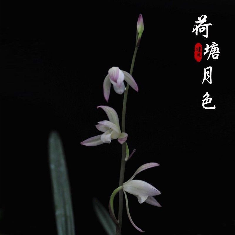 建兰荷塘月色好养名品组培兰花苗室内客厅绿植物花卉浓香花