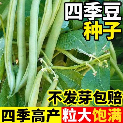 早熟无架矮生地豆种子不搭架四季豆籽阳台小院可盆栽种植蔬菜种子