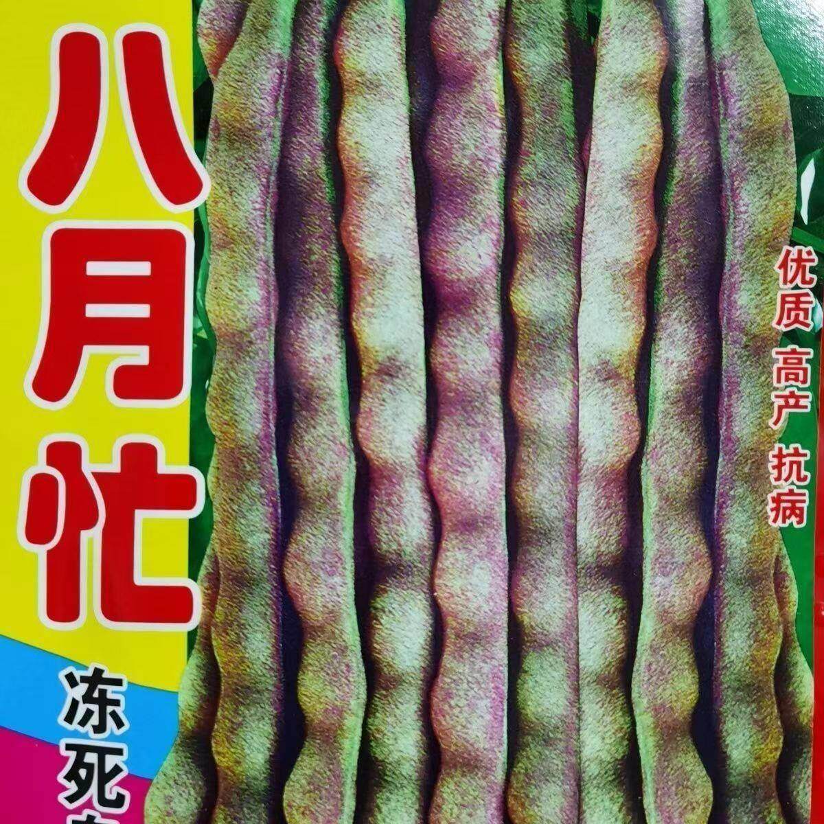 八月忙冻死鬼豆角耐寒耐热高产无筋豆角四季田园庭院豆角蔬菜