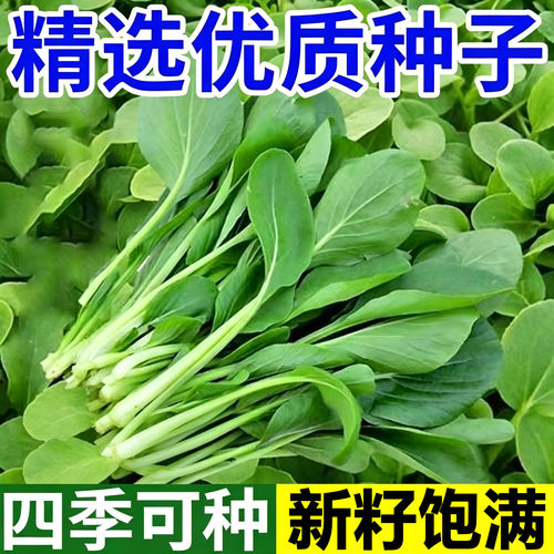 鸡毛菜菜籽四季种子生长快速生小油菜易种植发芽率高阳台盆栽耐热