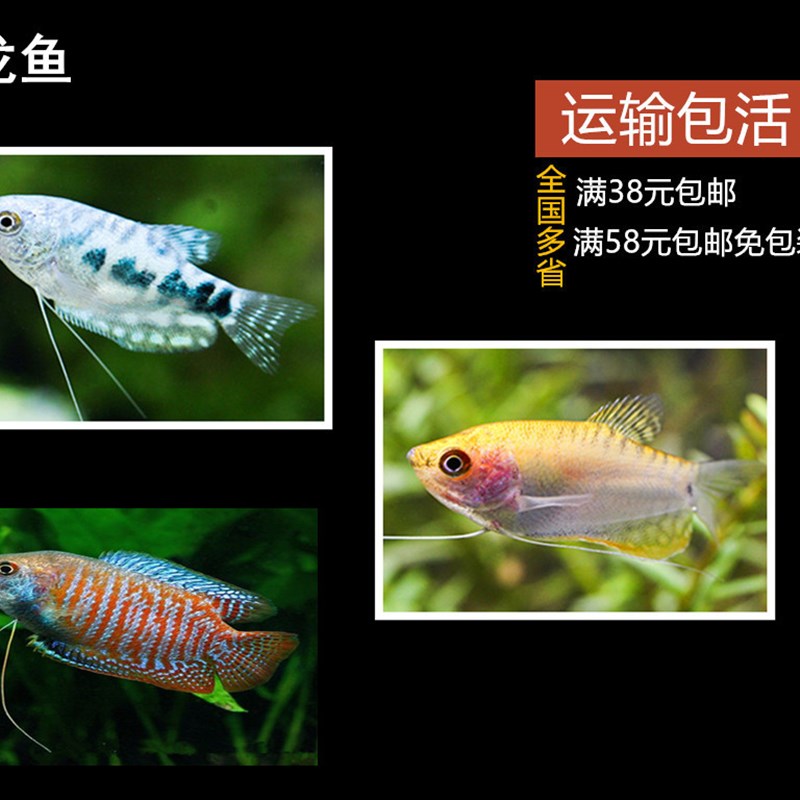 蓝黄曼龙热带鱼马甲小蓝鲨丽丽鱼彩虹鲨鱼观赏鱼水族活体淡水活体