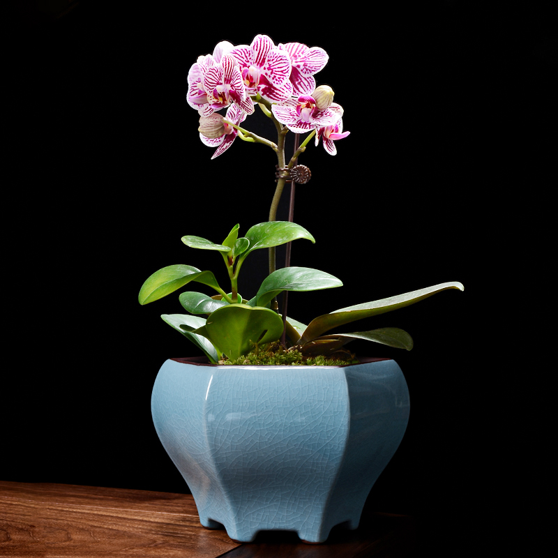 哥窑花盆陶瓷紫砂兰花专用蝴蝶兰绿植造景室内客厅吊兰高款盆景盆