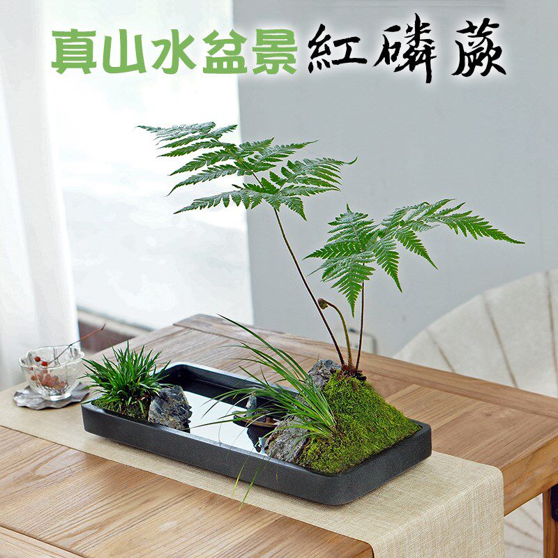 中式枯山水红磷蕨盆景水养苔藓微景观室内桌面办公室老板桌盆栽