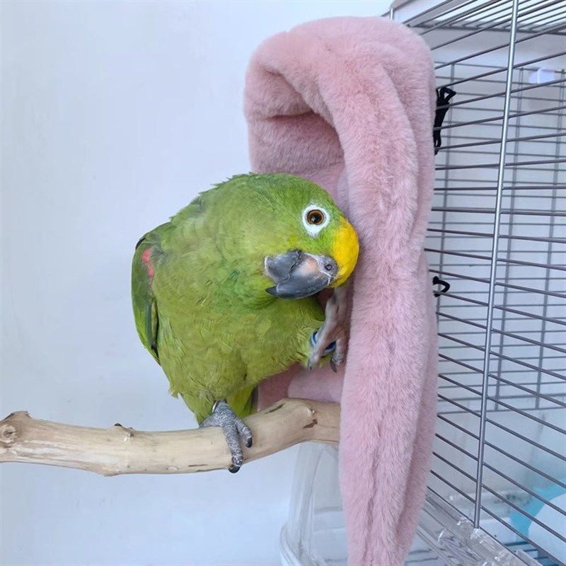 鹦鹉毛毯保暖保温披肩鸟窝角落玄凤牡丹虎皮小太鸟巢床房笼子用品,宠物/宠物食品及用品,鸟窝,淘宝优惠券,粉丝福利购,淘宝优惠卷