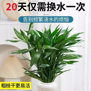 富贵竹水培植物观音竹室内水养发财树带根客厅绿植花卉绿萝萝盆栽