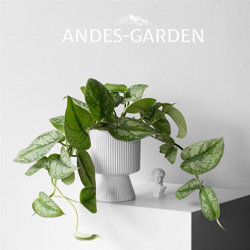 安第斯花园大叶银斑葛长藤垂吊爬藤植物室内好养耐阴净化空气盆栽