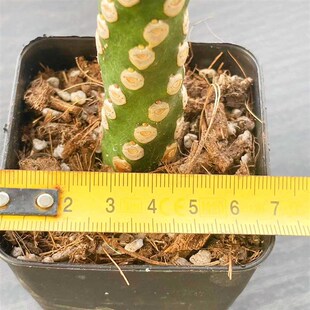 无刺霸王鞭 大戟科多肉植物老桩盆栽 阳台仙人掌不扎手桌面小绿植