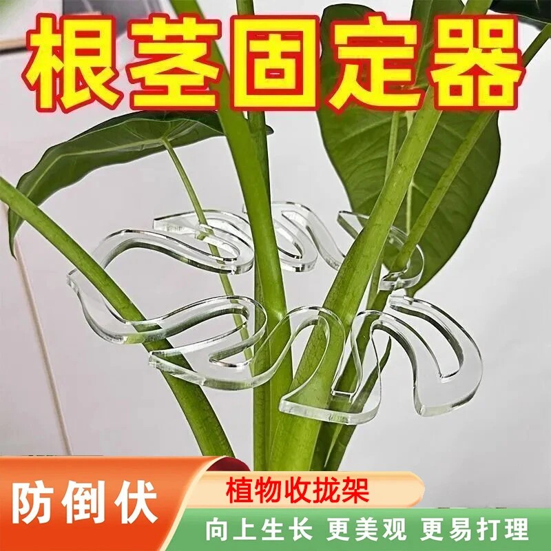 绿植倒伏枝干支撑架龟背竹春羽