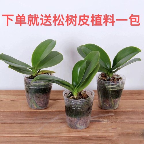 蝴蝶兰盆栽带花剑兰花四季开花室内桌面好养绿植3棵包邮不售后