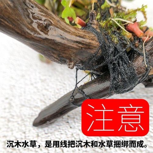 鱼池水生植物草缸沉水草植物真草木造景有茎草Q大叶水榕森树林莫