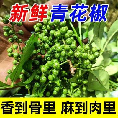 新鲜青花椒鲜花椒四川特产350g鲜藤椒重庆江津现摘保鲜麻椒真空