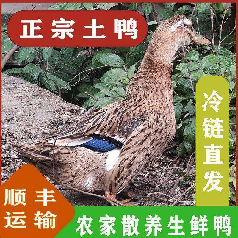 2年以上散养土鸭正宗农家老鸭子重庆巴南稻鸭水鸭麻鸭肉整只现杀,零食/坚果/特产,鸭肉零食,淘宝优惠券,粉丝福利购,淘宝优惠卷
