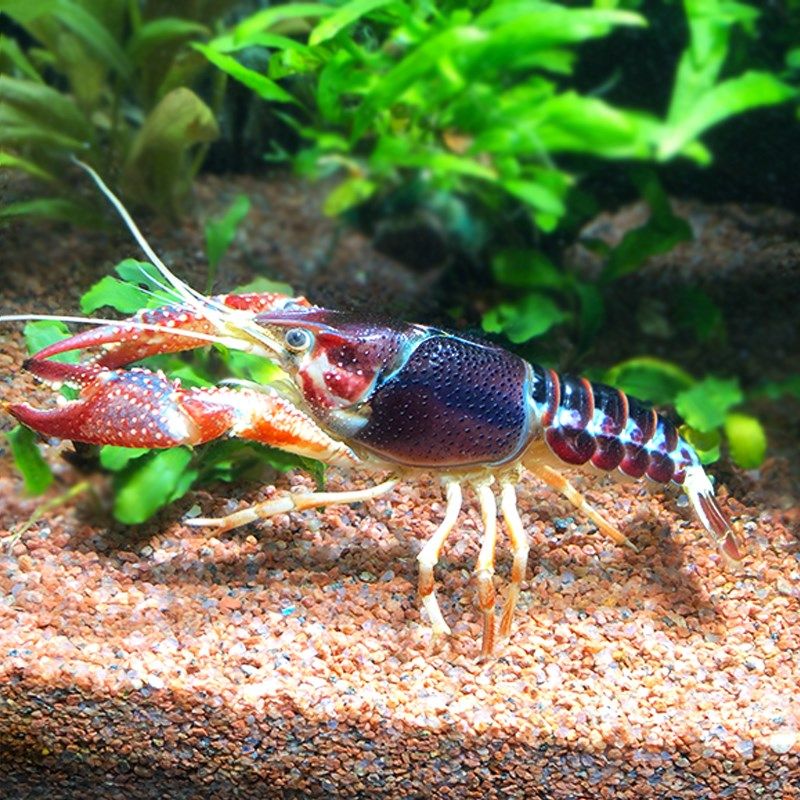 三色幽灵鳌虾水族鱼缸观赏虾新手草缸淡水红鳌虾蓝鳌虾白鳌虾稀有