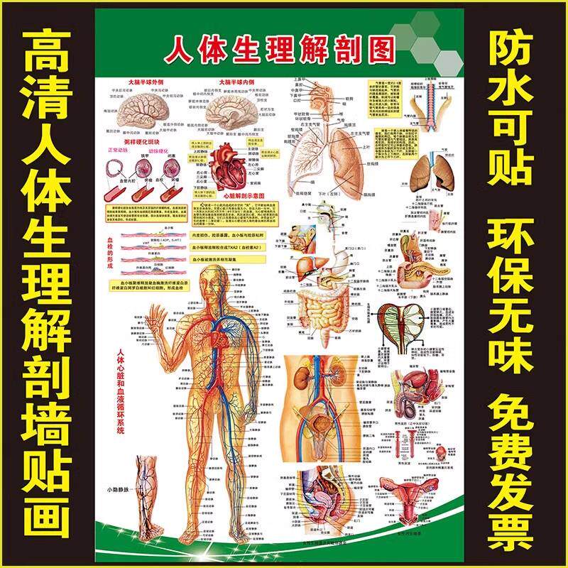 人体内脏解剖系统示意图医学宣传挂图人体器官心脏结构图医院海报