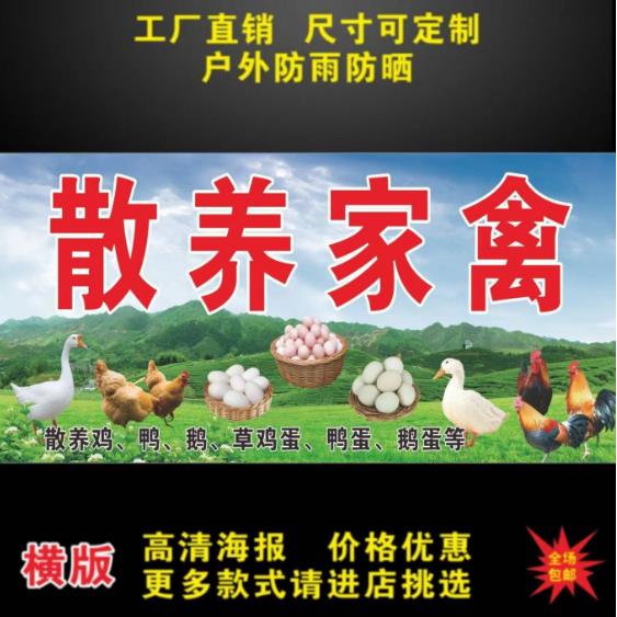 散养家禽鸡鸭鹅广告贴纸自粘海报装饰画广告布防水贴纸画招牌定制图片