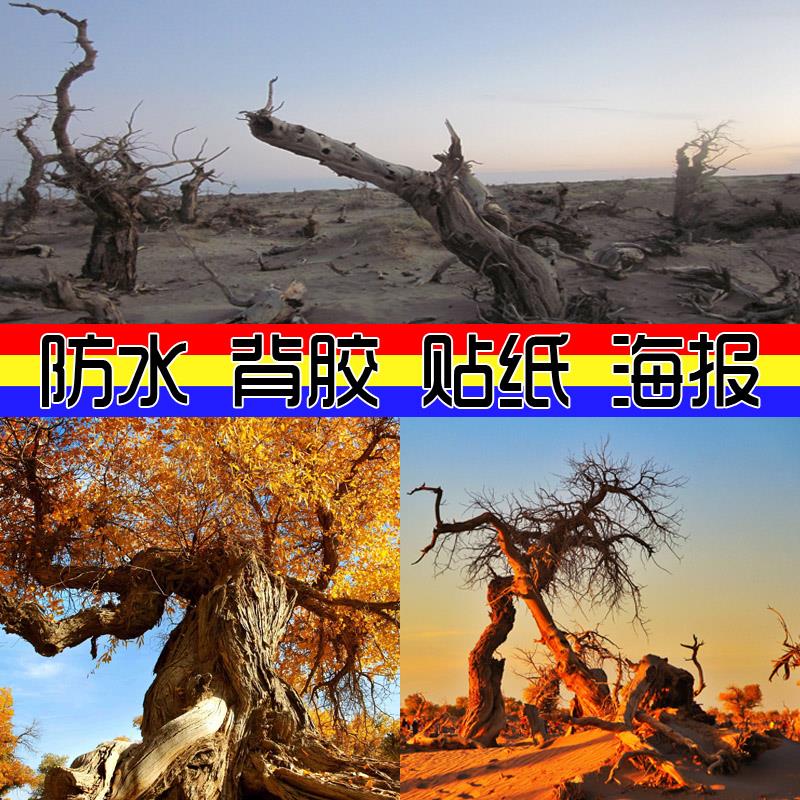海报贴画壁纸 防水自贴胡杨林沙漠骆驼 励志沙漠植物树林胡杨树