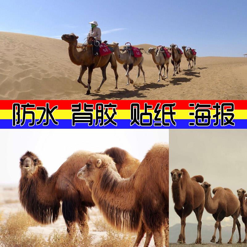 装饰画 骆驼动物海报贴画 壁纸沙漠自然干旱风景背胶贴图高清墙贴