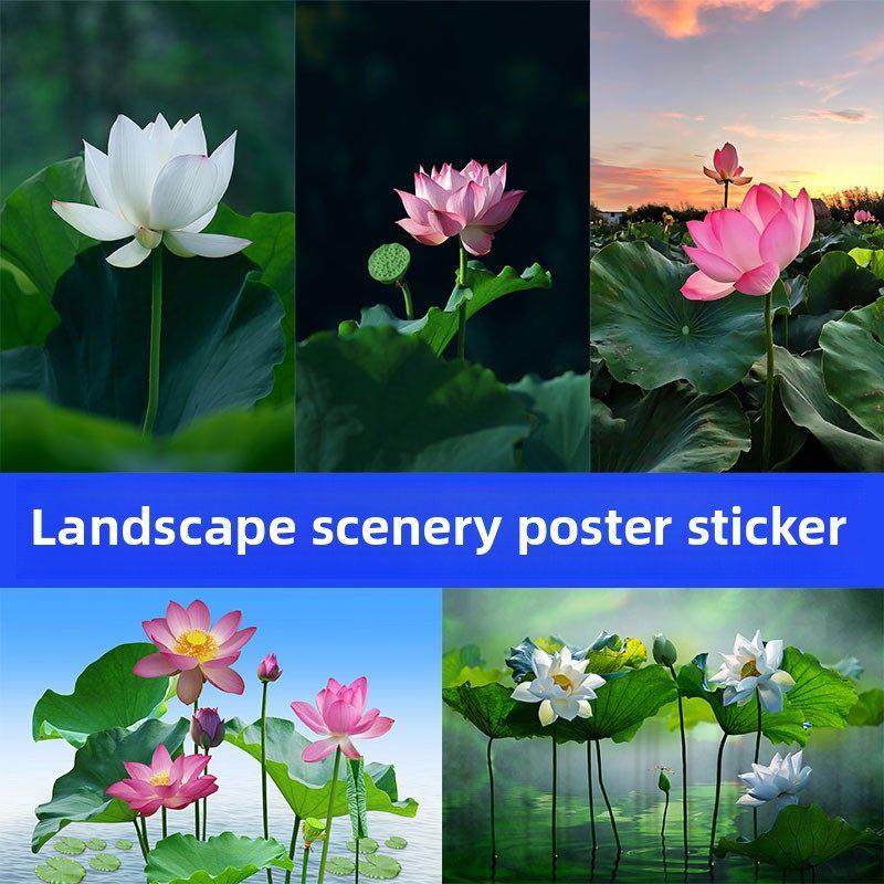 荷花贴画海报白莲花荷叶图佛堂中堂背景客厅装饰画风景自粘墙壁画