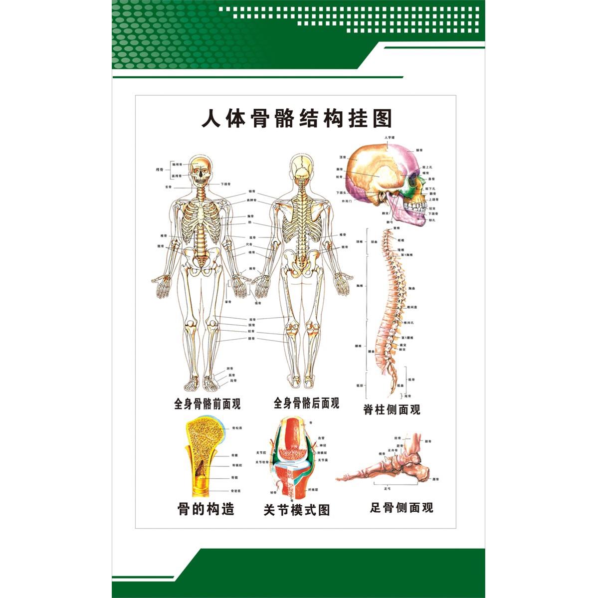 人体骨骼结构系统示意图医学宣传挂图人体骨骼解剖图医院布置海报