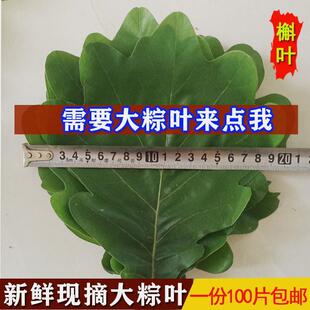粽叶新鲜干槲叶伯乐叶桲椤叶饼柞树叶包粽子家用纯天然100片