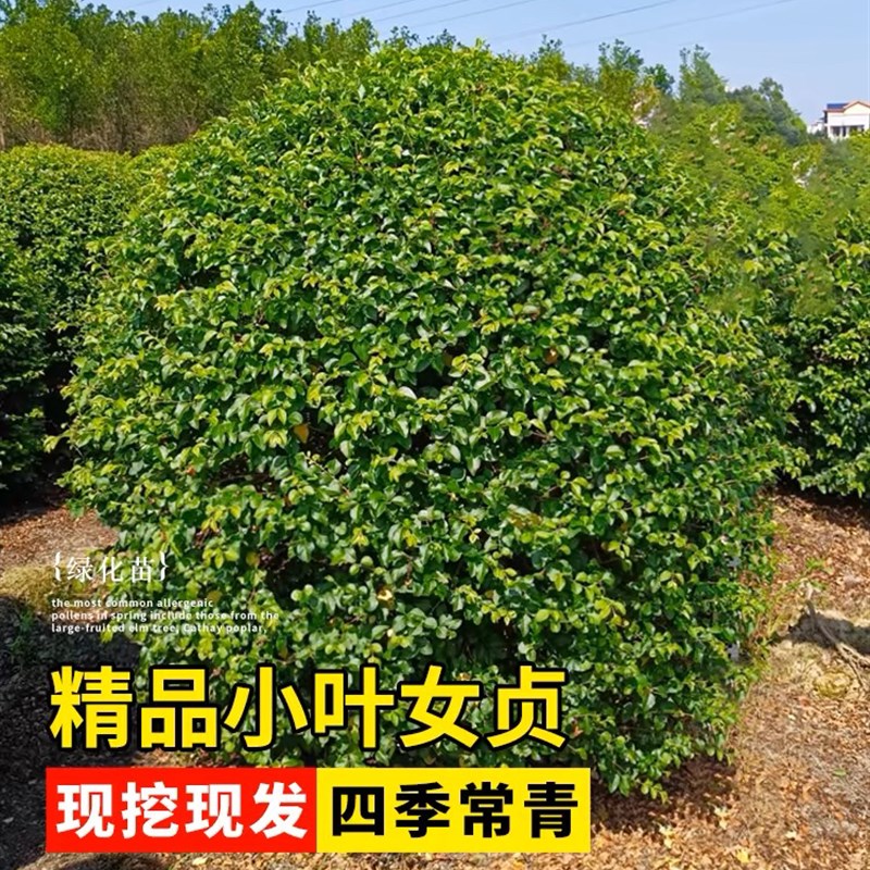 小叶女贞造型树苗大叶黄杨冬青球小叶女贞棒棒糖庭院X绿化工程苗