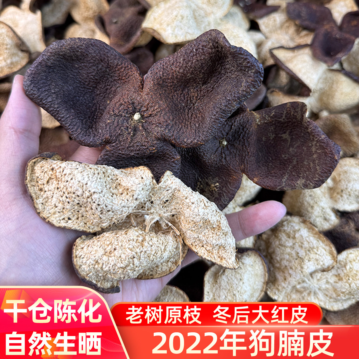干仓2022茶坑冬后陈皮狗腩大红皮