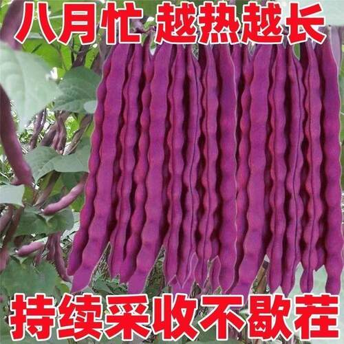 八月忙豆角种子耐寒耐热