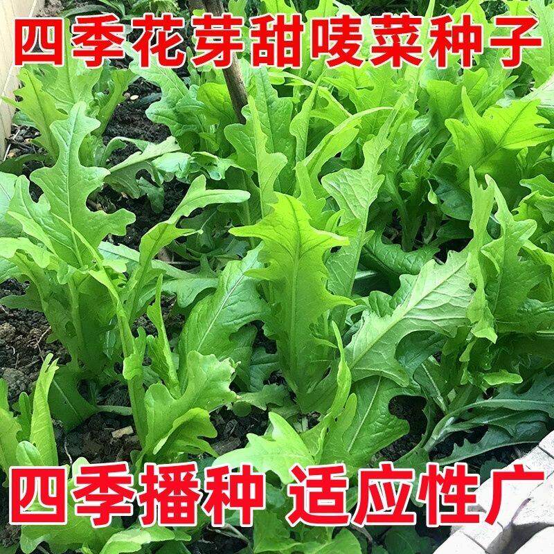 四季花芽甜麦菜种子高产易种花叶开丫苦麻菜阳台盆栽蔬菜苦唛菜籽