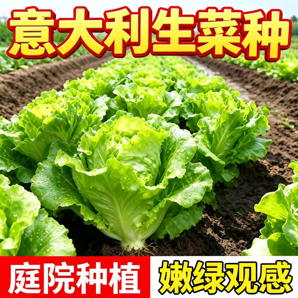 意大利生菜种子生菜种籽四季秧菜种孑籽种菜籽大全奶油孔雀菜