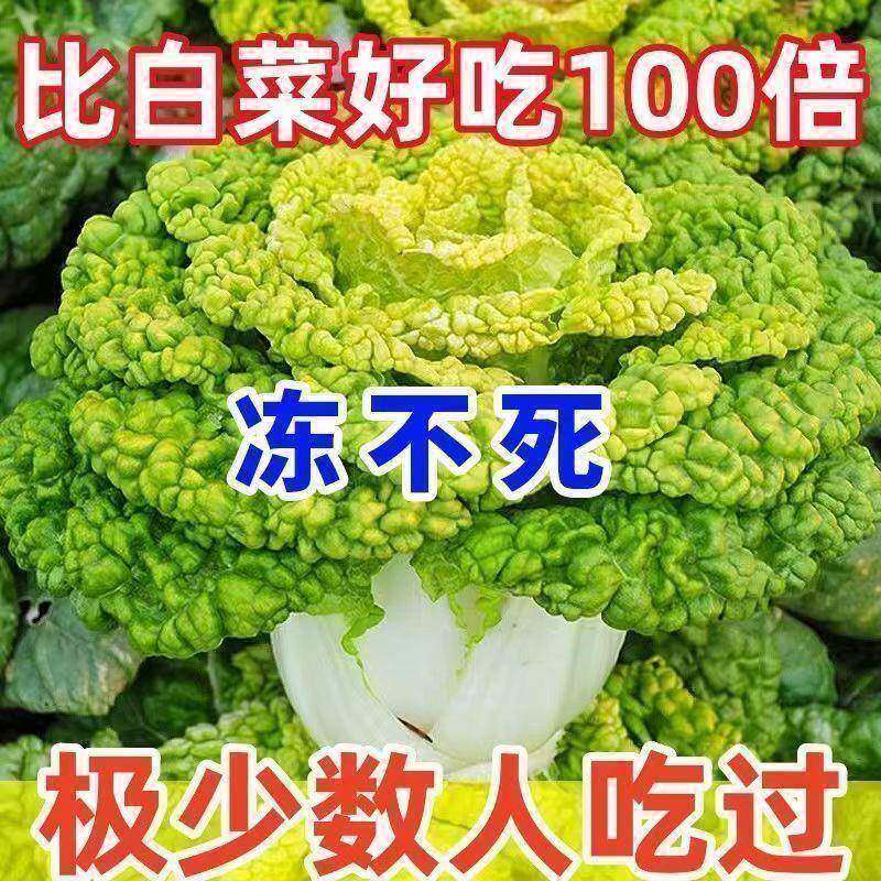 耐寒黄心乌塌菜黄心菜菊花心菜大白菜当季四季播蔬菜黄金乌种子