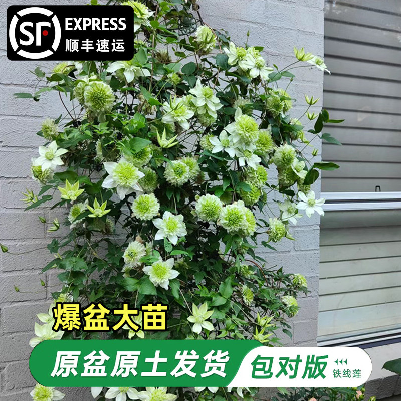 小绿玉铁线莲大苗爬藤植物单瓣大花四季无刺攀爬庭院耐寒爬墙盆栽