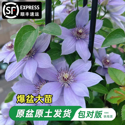 博纳迪恩铁线莲大苗爬藤植物单瓣大花四季攀爬庭院耐寒爬墙花盆栽