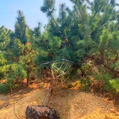 油松树苗四季常青黑松北方耐寒松树庭院景观绿化苗木