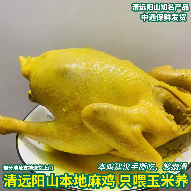 正宗清远阳山五指毛桃鸡 走地麻鸡预制菜盐焗鸡腿手撕鸡2斤装即食图片