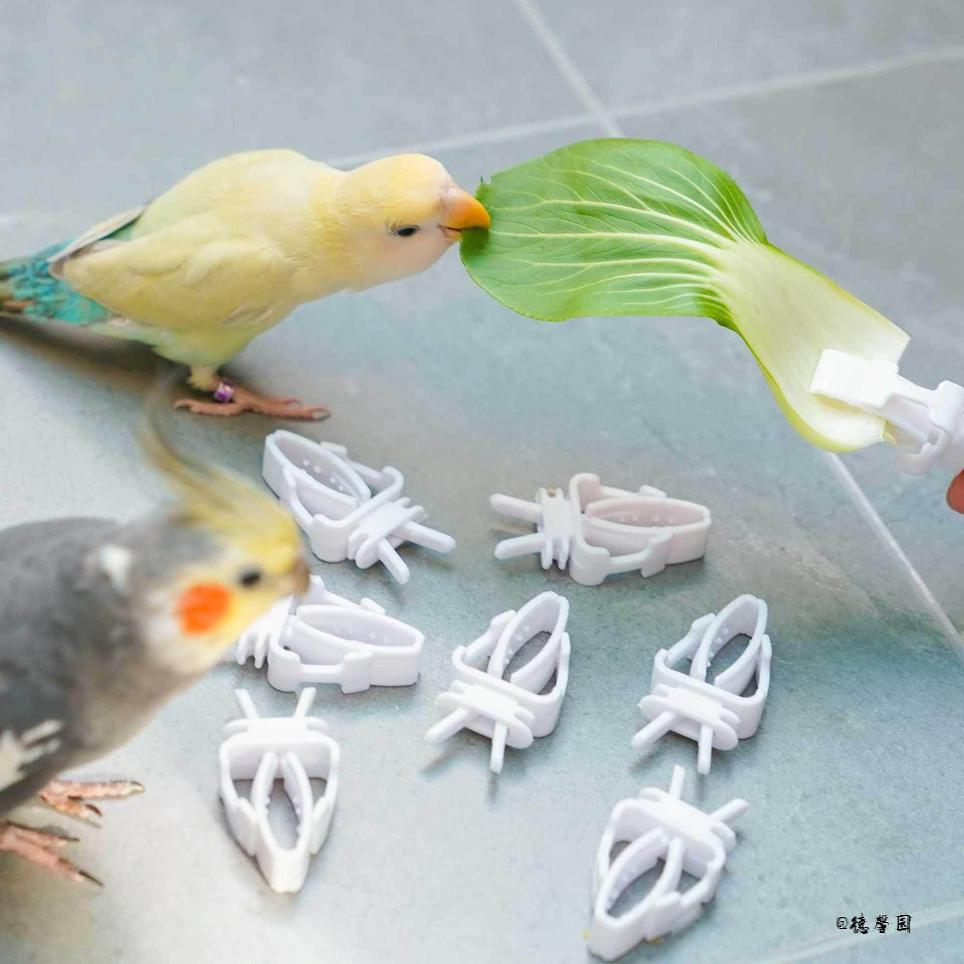 逗鸟零食夹子宠物鸟用品食物蔬菜夹固定夹鹦鹉用卡扣水果叉鸟笼,厨房/烹饪用具,烧烤夹/叉/铲/针,淘宝优惠券,粉丝福利购,淘宝优惠卷