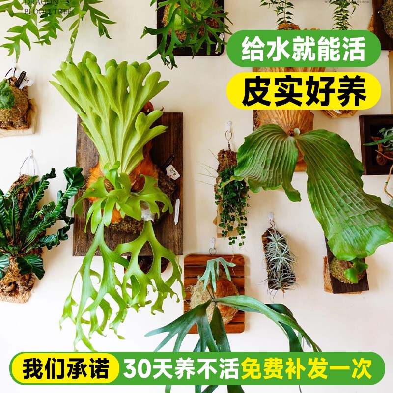 挂墙绿植鹿角蕨板植挂板二岐悬挂式苔藓蕨类盆栽垂吊植物壁挂装饰