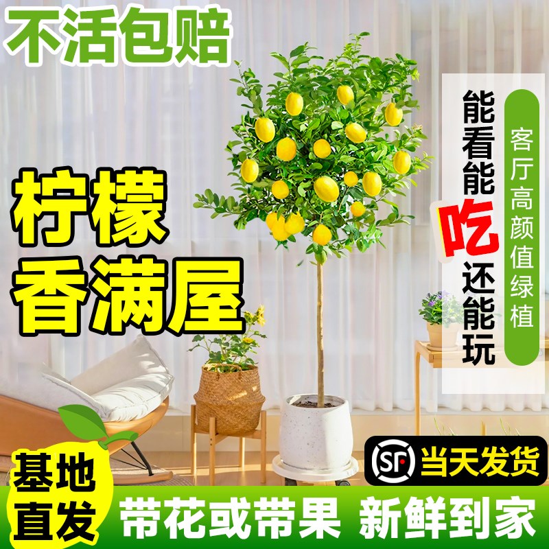 香水柠檬树苗盆栽带果可食用客厅绿植大型植物室内阳台四季花卉