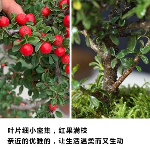 珍珠荀子盆景白紫檀白花珍珠荀子小品阳台客厅微景观结果盆景