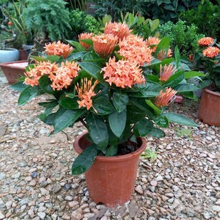 龙船花盆栽四季开花阳台庭院水绣球花苗带花苞多年生百日红大花苗