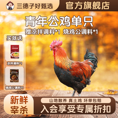 三德子好甄选 青年公鸡单只 散养生态鸡跑山鸡现送调味料