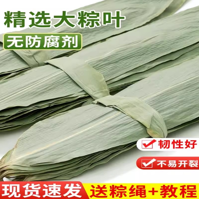 粽叶新鲜粽子叶干大号现摘100片叶特大包粽子的叶子商用棕叶批发