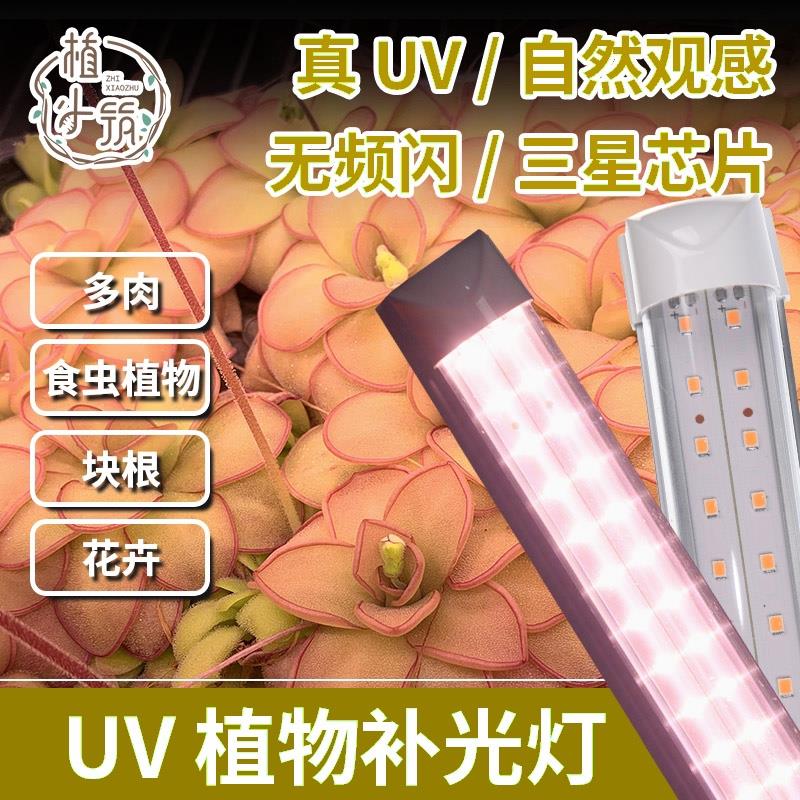 植小筑植物补光灯 LED 仿太阳室内全光谱UV食虫植物多肉增色