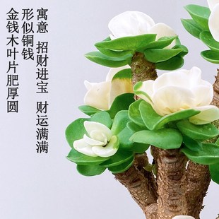 常青好养易活耐旱绿植 金钱木老桩多肉植物室内盆栽花卉发财树四季