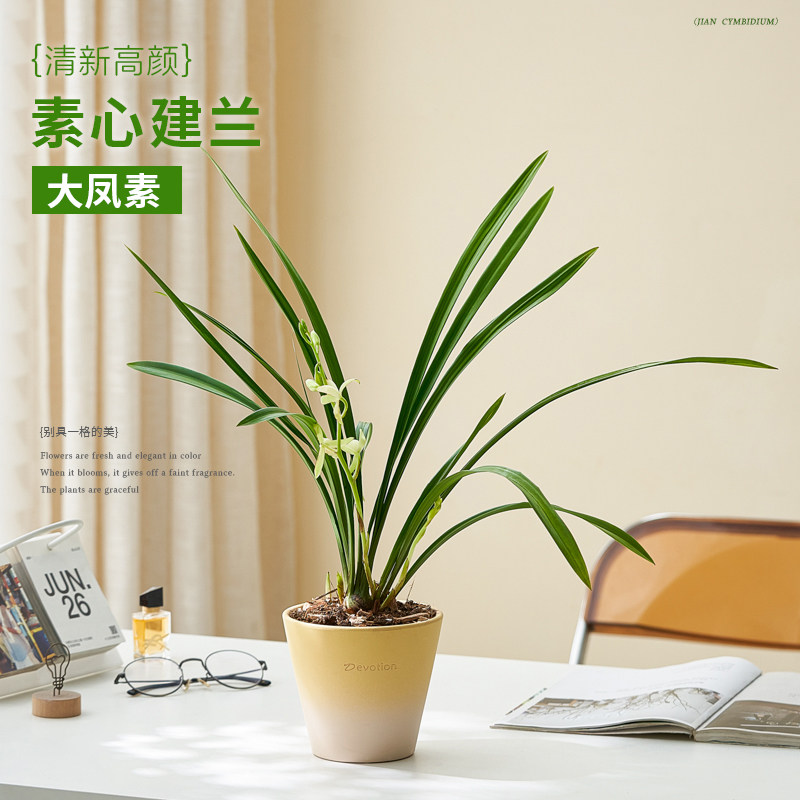 兰花盆栽建兰大凤素带花苞客厅桌面植物室内花四季兰盆Y景花卉绿
