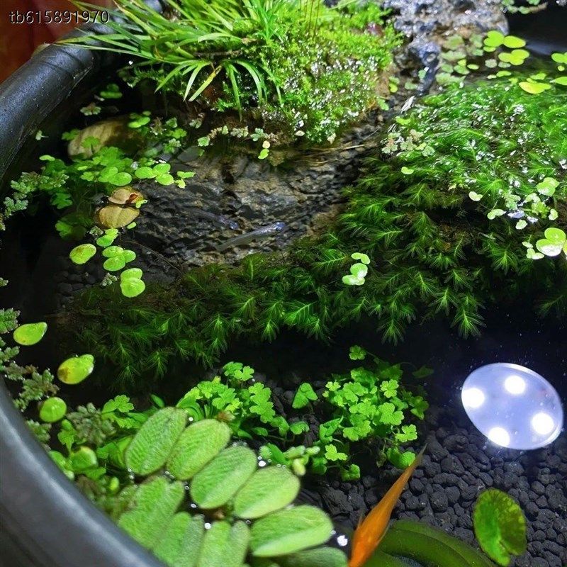 水缸古法养鱼水草套餐鱼缸造景素材水草泥净水真Y草增氧植物